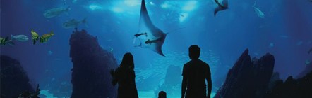 With 800 species of marine animals, S.E.A. Aquarium is the world's largest oceanarium.